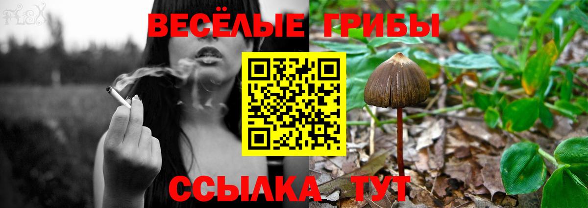 Псилоцибиновые грибы Psilocybine cubensis Славянск-на-Кубани